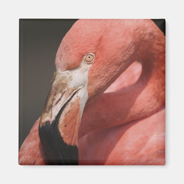 Chilenische Flamingo, Phoenicopterus chilensis Magnet (Vorne)