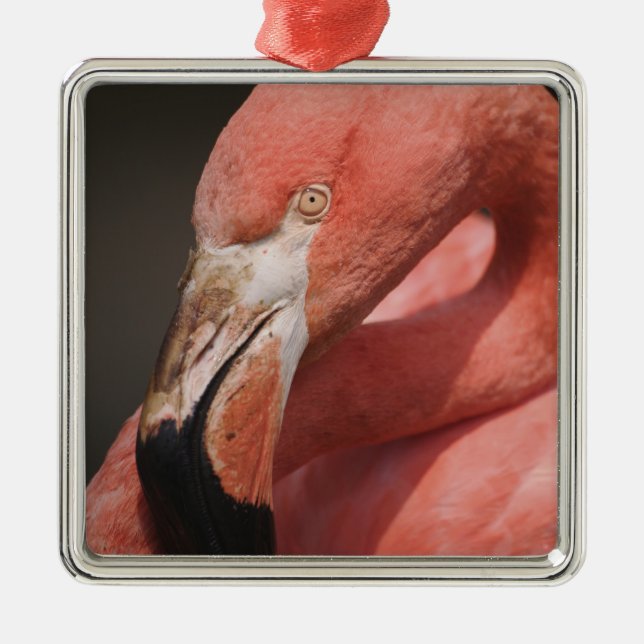 Chilenische Flamingo, Phoenicopterus chilensis Ornament Aus Metall (Vorne)