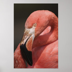 Chilenische Flamingo, Phoenicopterus chilensis Poster