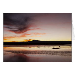 Chilenischer Flamingo