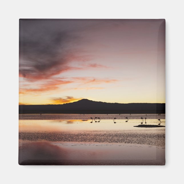 Chilenischer Flamingo Magnet (Vorne)