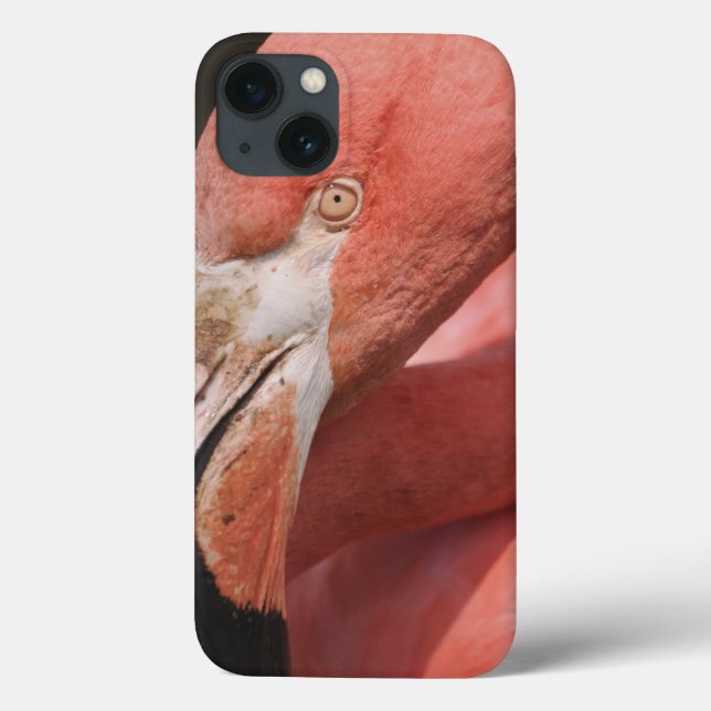 Chilenischer Flamingo, Phoenicopterus chilensis Case-Mate iPhone Hülle (Rückseite)