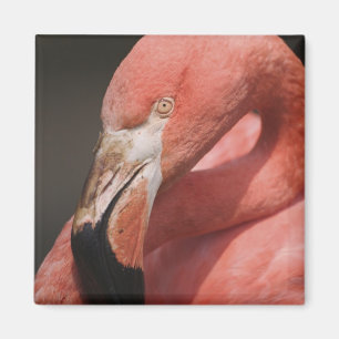 Chilenischer Flamingo, Phoenicopterus chilensis Magnet