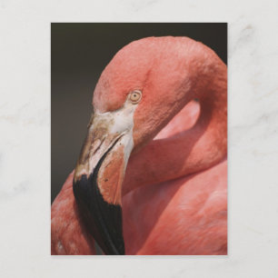 Chilenischer Flamingo, Phoenicopterus chilensis Postkarte