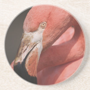 Chilenischer Flamingo, Phoenicopterus chilensis Sandstein Untersetzer