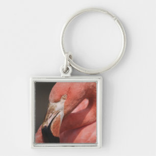 Chilenischer Flamingo, Phoenicopterus chilensis Schlüsselanhänger