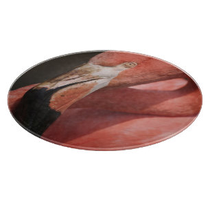 Chilenischer Flamingo, Phoenicopterus chilensis Schneidebrett