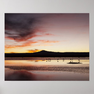 Chilenischer Flamingo Poster