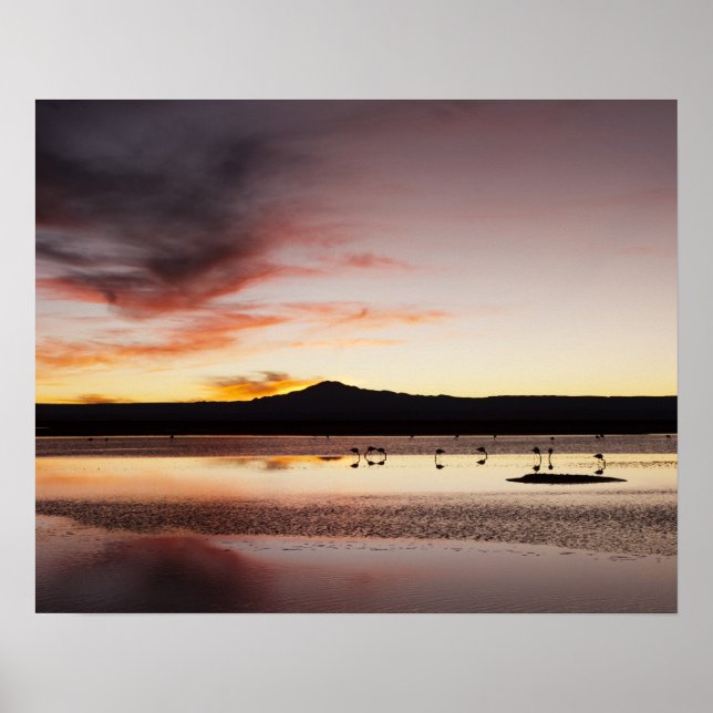 Chilenischer Flamingo Poster (Vorne)