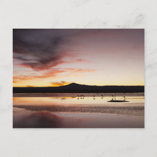Chilenischer Flamingo Postkarte