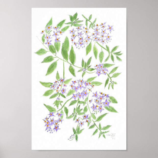 Chilenischer Kartoffelbaum  Poster (Vorne)