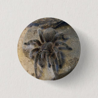 Chilenischer Rosen-HaarTarantula Button
