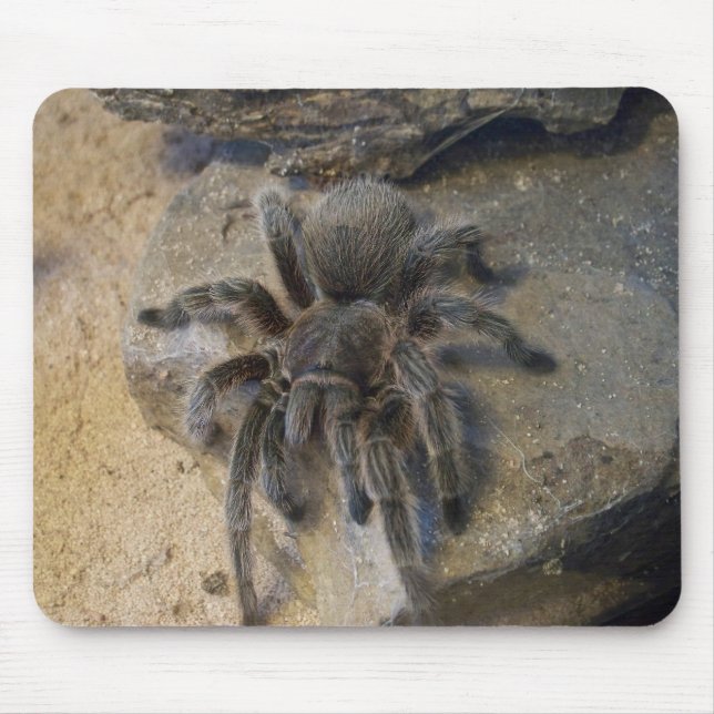 Chilenischer Rosen-HaarTarantula Mousepad (Vorne)