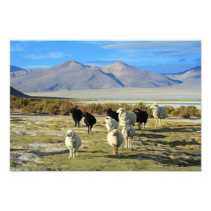 chilenisches Schaf Fotodruck