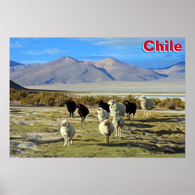 chilenisches Schaf Poster (Vorne)