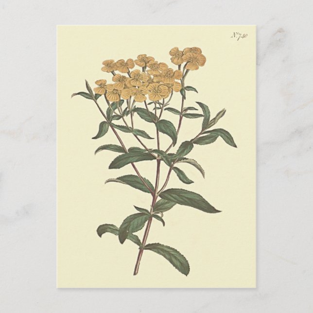 Chili Marigold Botanische Illustration Postkarte (Vorderseite)