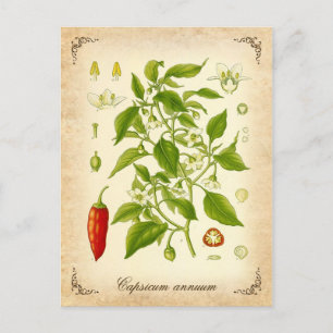 Chili Pepper - vintage illustration Postkarte