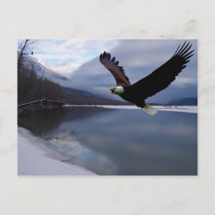 Chilkat Eagle Preserve Postkarte