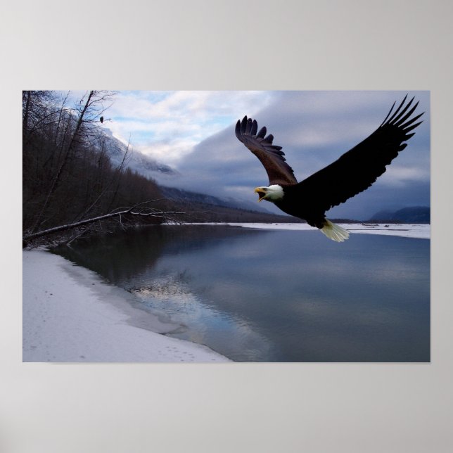 Chilkat Eagle Reserve Poster (Vorne)