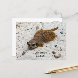 Chillin'-Erdmännchen-Postkarte Postkarte
