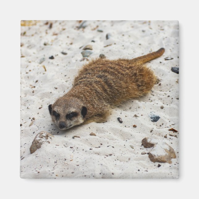 Chillin' Meerkat Magnet (Vorne)