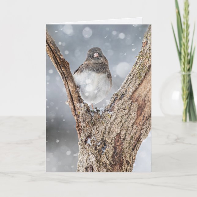 "Chilling" Junco, 5" x 7" Faltkarte Karte (Vorderseite)