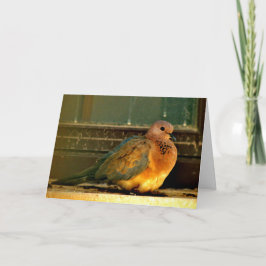 Chilly Dove Karte