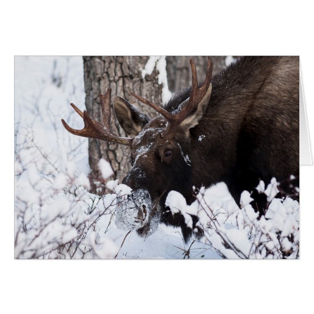 Chilly Moose (Vorderseite (Horizontal))
