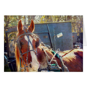 Chilly Morning Amish Horse