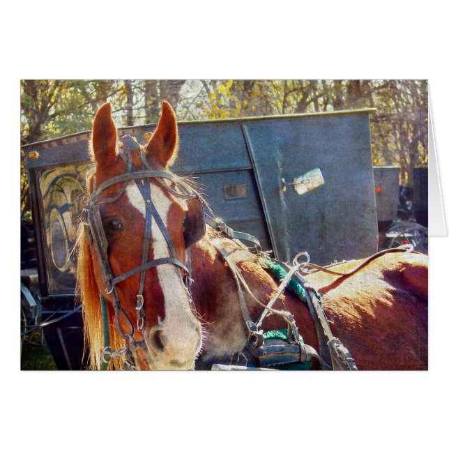 Chilly Morning Amish Horse (Vorderseite (Horizontal))