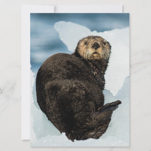 Chilly Sea Otter (Vorderseite)