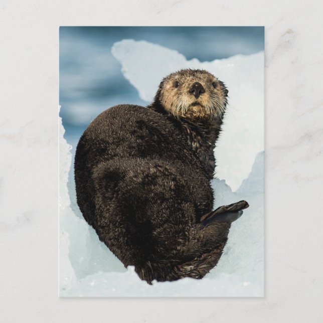 Chilly Sea Otter Postkarte (Vorderseite)