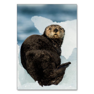 Chilly Sea Otter Tischnummer