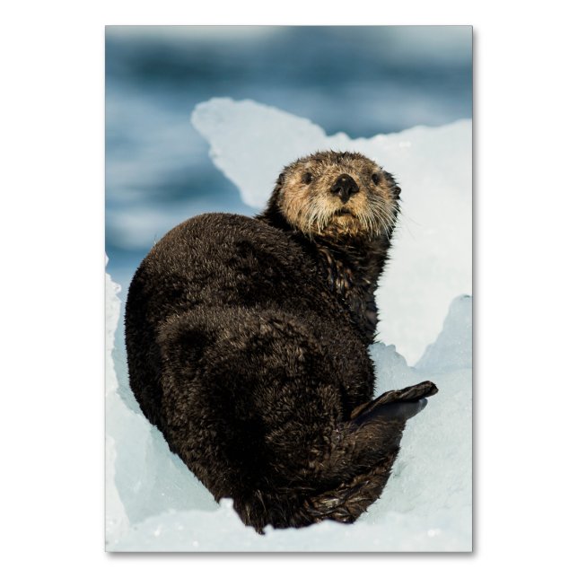 Chilly Sea Otter Tischnummer (Vorderseite)