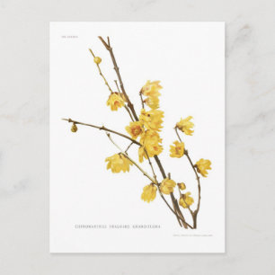 Chimonanthus-Duft Postkarte