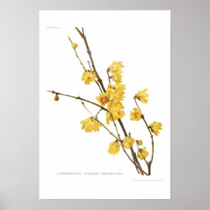 Chimonanthus fragrans poster