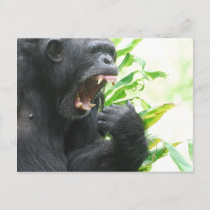 Chimp Fangs Postkarte