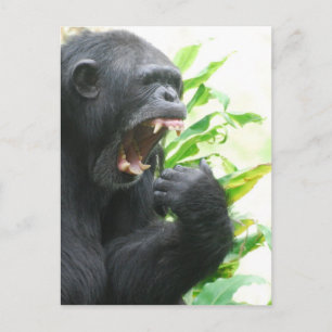 Chimp Fangs Postkarte