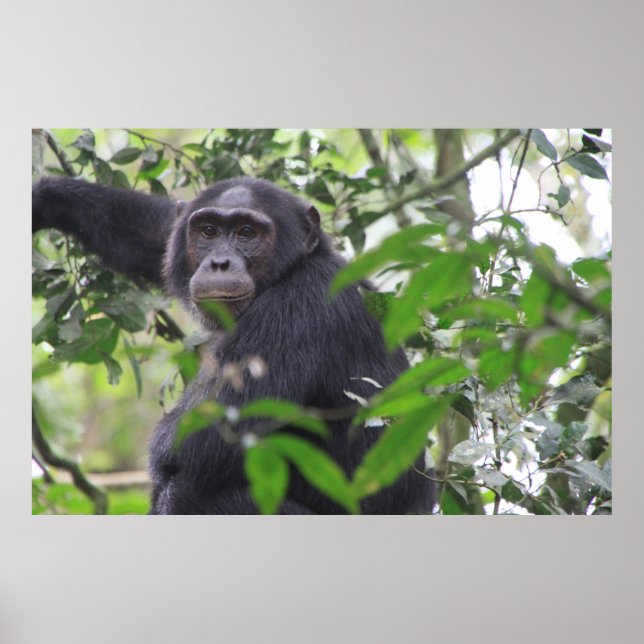 Chimp Poster (Vorne)