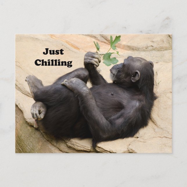 Chimp Relaxing Postkarte (Vorderseite)