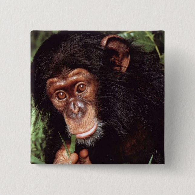 Chimpansee Button (Vorderseite)
