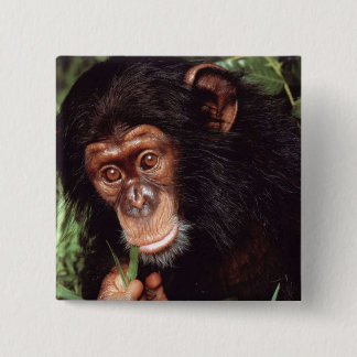 Chimpansee Button