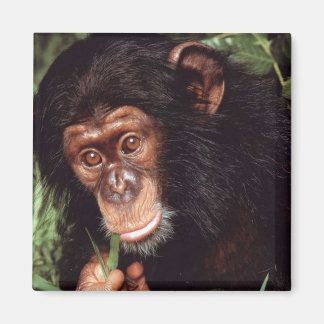 Chimpansee Magnet