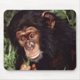 Chimpansee Mousepad