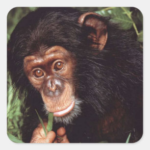 Chimpansee Quadratischer Aufkleber
