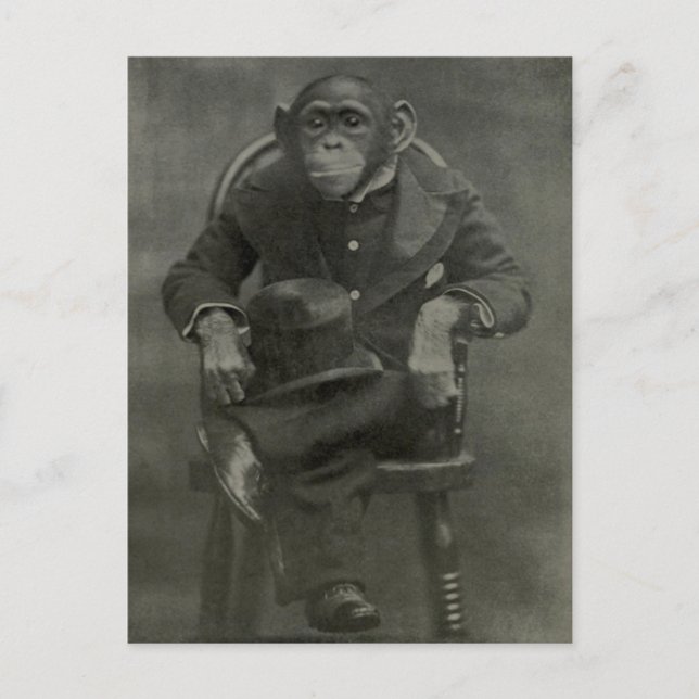 "Chimpanzee Dandy" Postkarte (Vorderseite)
