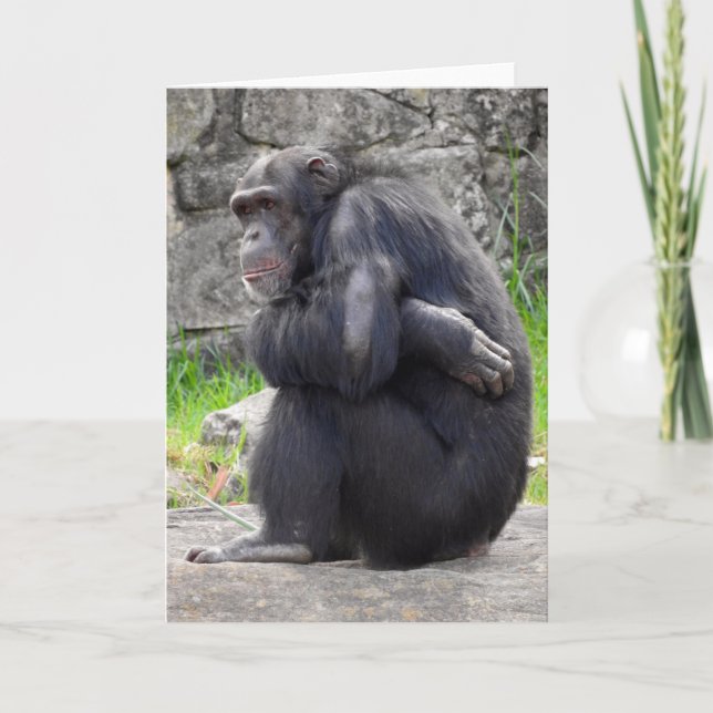 Chimpanzee Grußkarte Karte (Vorderseite)