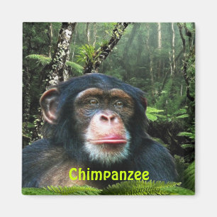 CHIMPANZEE & JUNGLE Primat Wilhelm Tell Magnet