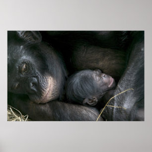 CHIMPANZEE MUTTER UND KIND POSTER