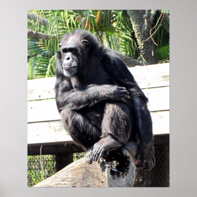 Chimpanzee Poster (Vorne)